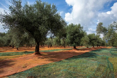 Nets spread out for the olive harvest