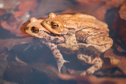 Common Toads (Bufo bufo)