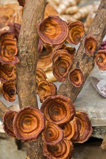 Reishi Mushrooms (Ganoderma lucidum)