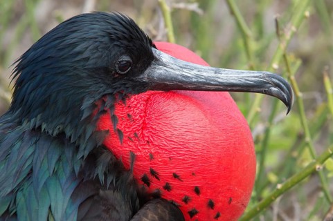 Great Frigatebird (Fregata minor)