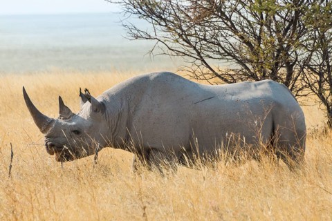 Black Rhino (Diceros bicornis) grazing at the edge of the Etosha Pan