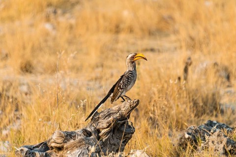 Southern Yellow-billed Hornbill (Tockus leucomelas) sitting on an old tree stump