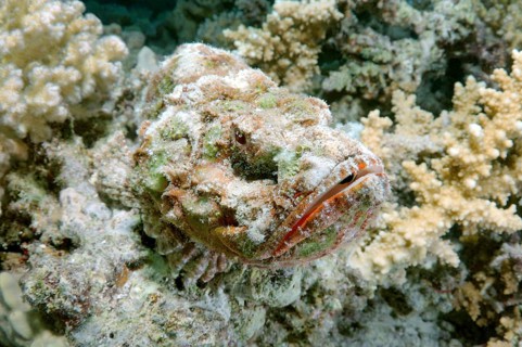 False stonefish (Scorpaenopsis diabolus)