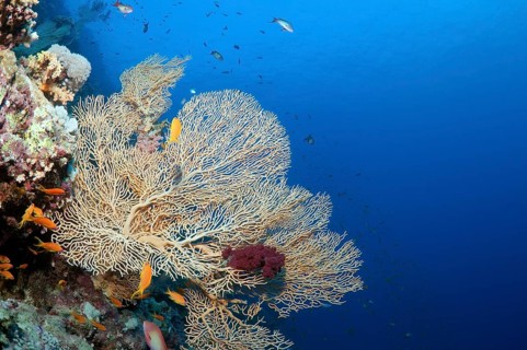 Coral reef in Ras Muhammad National Park