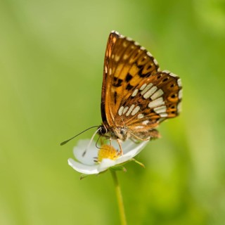 Duke of Burgundy Fritillary (Hamearis lucina)
