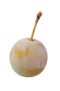 Zibartes