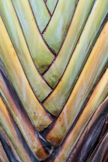 Base of a Traveller's Palm (Ravenala madagascariensis)