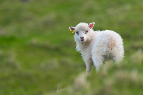 Lamb