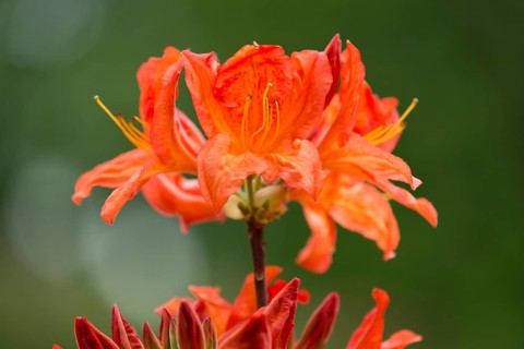Azalea (Rhododendron)