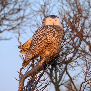 Snowy Owl (Bubo scandiacus)