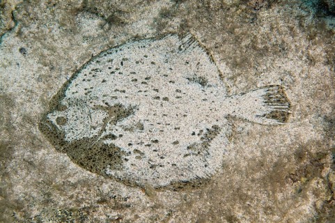 Black Sea Turbot