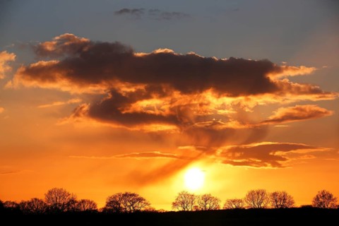 Silhouettes of trees against a cloudy sky at sunset