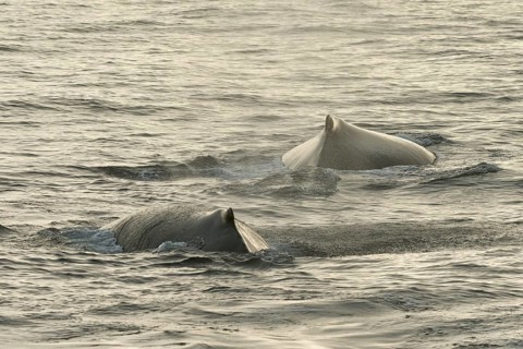 Humpback Whales (Megaptera novaeangliae) at the sea surface
