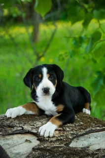 Greater Swiss Mountain Dog