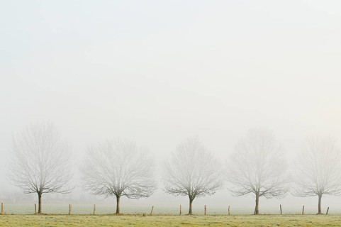 Bare row of trees in fog