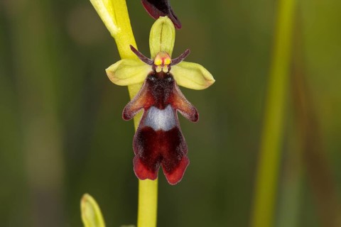 Fly Orchid (Ophrys insectifera)