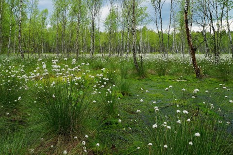 Forest of Downy Birch or White Birch (Betula pubescens)