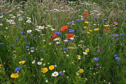 Flower meadow with Cornflowers (Centaurea cyanus)