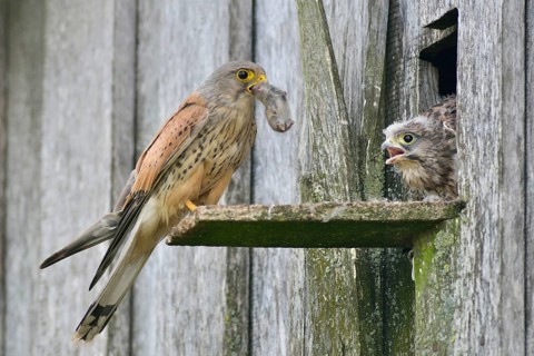 Common Kestrel (Falco tinnunculus) passes mouse to young birds