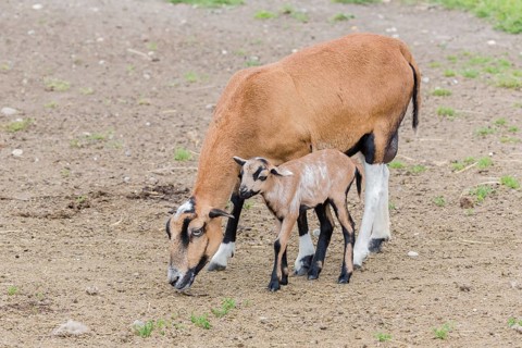 Cameroon Sheep