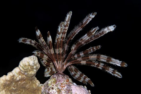 Klunzinger feather star (Lamprometra klunzingeri)