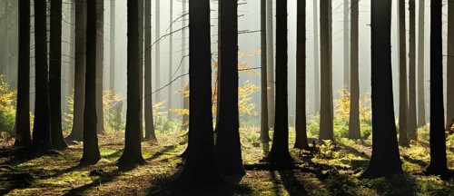 Light-flooded spruce forest with morning haze in autumn