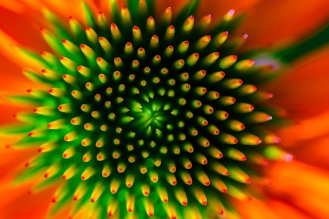 Red coneflower (Echinacea)