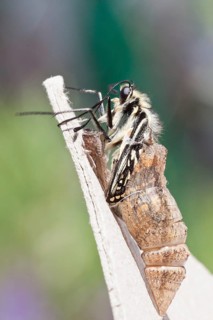 Old World Swallowtail (Papilio machaon) emerges from its exuvia