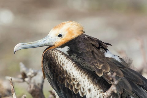 Young Great Frigatebird (Fregata minor)