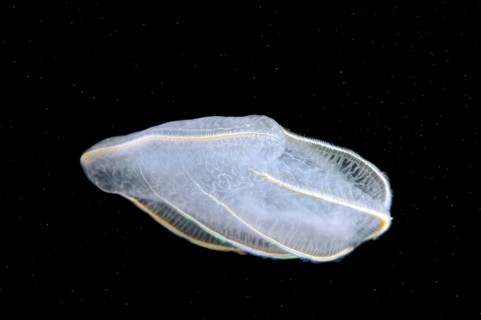 Comb Jelly (Beroe ovata)
