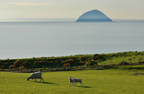Sheep on a pasture in front of the island of Ailsa Craig