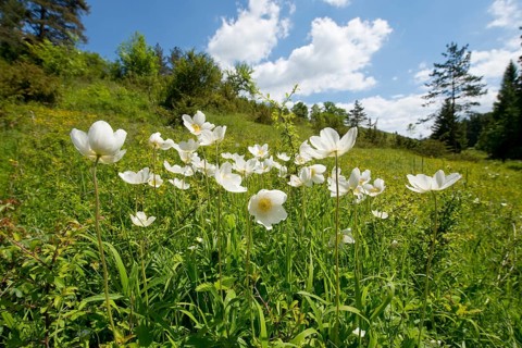Snowdrop Anemones (Anemone sylvestris)
