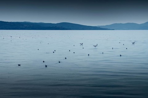 Lake Trasimeno or Lago Trasimeno with seagulls