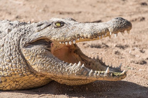 Nile Crocodile (Crocodylus niloticus)