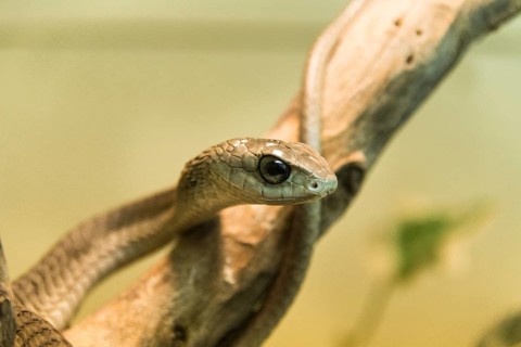 Boomslang (Dispholidus typus)