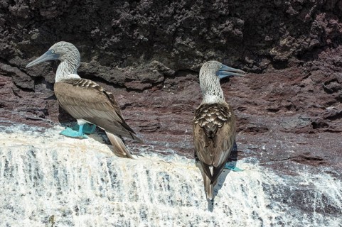 Galapagos Blue-footed Boobies (Sula nebouxii excisa)