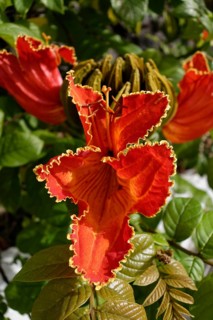 Fountain Tree (Spathodea campanulata)