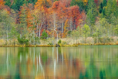 Autumn forest with its reflection in Almsee lake