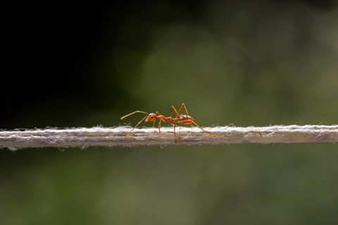 Weaver Ant (Oecophylla smaragdina) balancing on a string