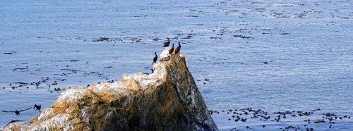 Cormorants (Phalacrocorax) on a rock on the Pacific coast at Piedras Blancas