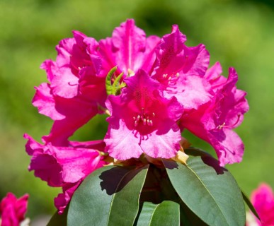 Williams Rhododendron (Rhododendron williamsianum)