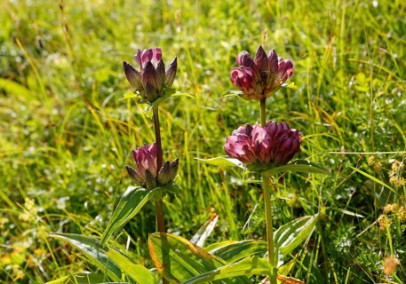 Gentian (Gentiana pannonica)