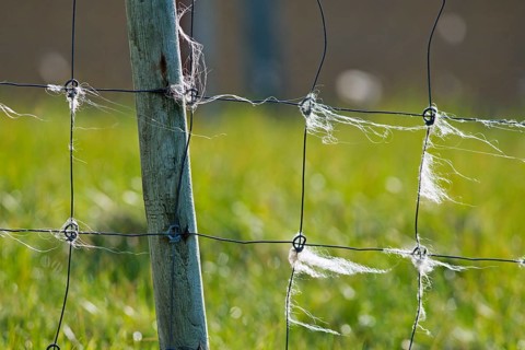 Sheep wool on fence