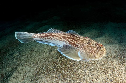 Atlantic Stargazer (Uranoscopus scaber)