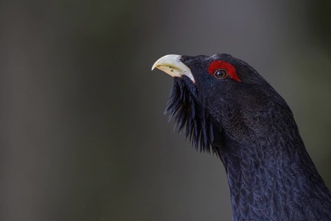 Capercaillie or Western Capercaillie (Tetrao urogallus)