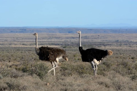 Ostrich or Common Ostrich (Struthio camelus)