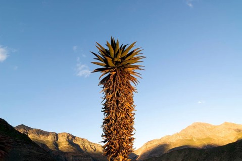Cape Aloe (Aloe ferox) in the morning light