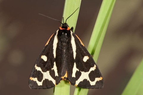 Wood Tiger (Parasemia plantaginis) on a blade of grass