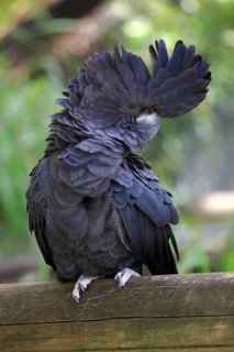 Red-tailed Black Cockatoo (Calyptorhynchus banksii)