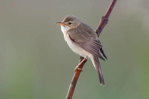 Marsh Warbler (Acrocephalus palustris) perched on a branch